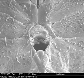 Media type: image;   Invertebrate Zoology 134693